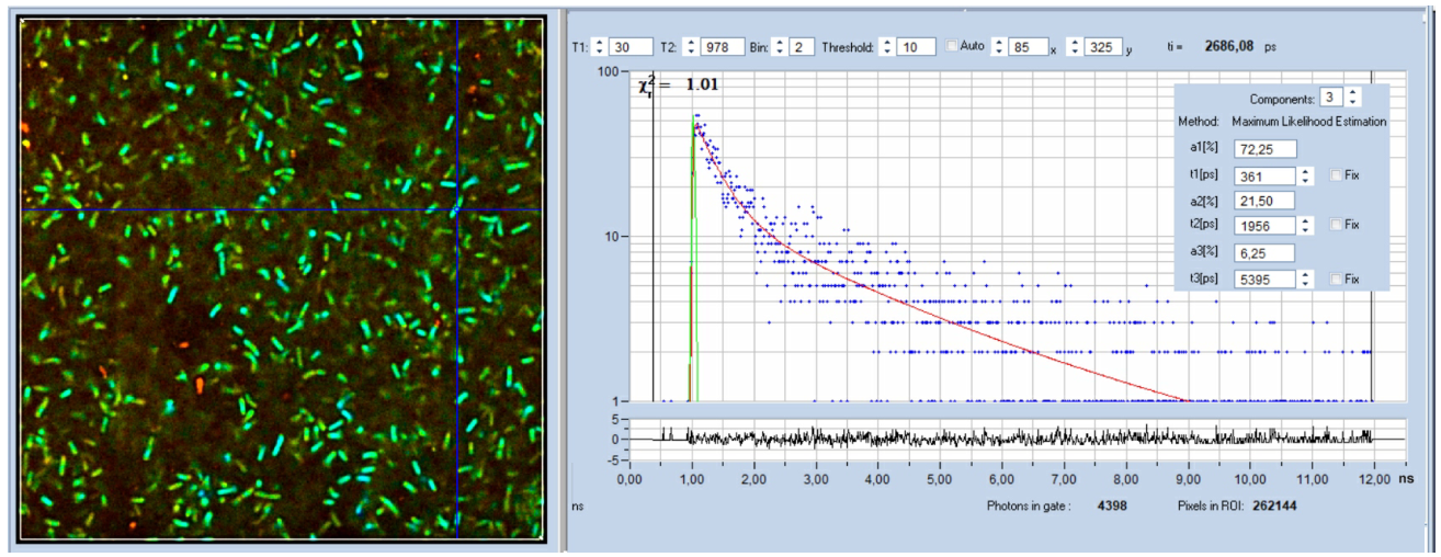 移动细菌的无标签多光子FLIM插图 唾液链球菌的NADH FLIM图像