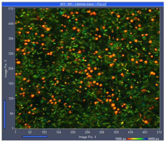 移动细菌的无标签多光子FLIM插图2 移动细菌的无标签多光子FLIM插图2